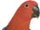 Eclectus